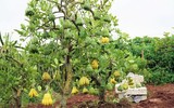 Phật thủ được mùa trúng giá, nông dân vui mừng thương lái hào hứng