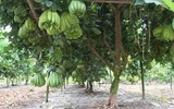 Phật thủ được mùa trúng giá, nông dân vui mừng thương lái hào hứng