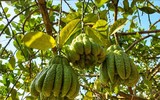 Phật thủ được mùa trúng giá, nông dân vui mừng thương lái hào hứng