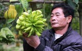 Phật thủ được mùa trúng giá, nông dân vui mừng thương lái hào hứng