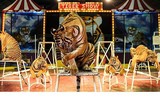 Độc đáo trại hổ Sriracha Tiger Zoo - lớn nhất châu Á