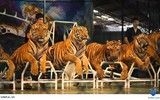 Độc đáo trại hổ Sriracha Tiger Zoo - lớn nhất châu Á