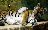 Độc đáo trại hổ Sriracha Tiger Zoo - lớn nhất châu Á