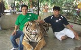 Độc đáo trại hổ Sriracha Tiger Zoo - lớn nhất châu Á