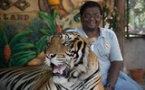 Độc đáo trại hổ Sriracha Tiger Zoo - lớn nhất châu Á