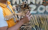 Độc đáo trại hổ Sriracha Tiger Zoo - lớn nhất châu Á
