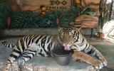 Độc đáo trại hổ Sriracha Tiger Zoo - lớn nhất châu Á