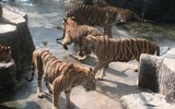 Độc đáo trại hổ Sriracha Tiger Zoo - lớn nhất châu Á