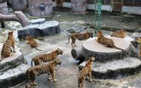 Độc đáo trại hổ Sriracha Tiger Zoo - lớn nhất châu Á