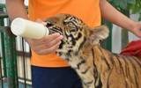 Độc đáo trại hổ Sriracha Tiger Zoo - lớn nhất châu Á