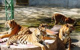 Độc đáo trại hổ Sriracha Tiger Zoo - lớn nhất châu Á