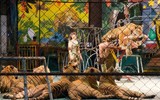 Độc đáo trại hổ Sriracha Tiger Zoo - lớn nhất châu Á