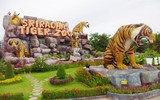 Độc đáo trại hổ Sriracha Tiger Zoo - lớn nhất châu Á