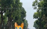 Độc lạ linh vật mèo đón Tết Quý Mão trên cả nước