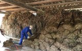 Những 'kiến trúc sư' còn sót lại của nhà dài Ê-đê