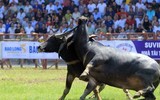 Lễ hội chọi trâu Đồ Sơn: Trâu 1,3 tấn giành vô địch, chủ trâu “ẵm giải” thưởng 100 triệu đồng