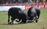 Lễ hội chọi trâu Đồ Sơn: Trâu 1,3 tấn giành vô địch, chủ trâu “ẵm giải” thưởng 100 triệu đồng