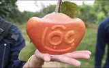 Bưởi đỏ 'tiến Vua' được nhiều người đặt mua trưng bày dịp Tết