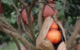 Bưởi đỏ 'tiến Vua' được nhiều người đặt mua trưng bày dịp Tết