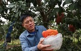 Bưởi đỏ 'tiến Vua' được nhiều người đặt mua trưng bày dịp Tết