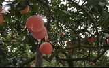 Bưởi đỏ 'tiến Vua' được nhiều người đặt mua trưng bày dịp Tết