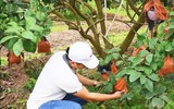 Bưởi đỏ 'tiến Vua' được nhiều người đặt mua trưng bày dịp Tết