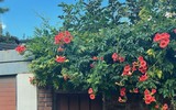 Bạn gái xinh như mộng khiến thủ môn Quan Văn Chuẩn say đắm