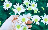 Có một loài hoa đặc biệt gây thương nhớ lúc chớm đông Hà Nội...
