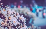 Có một loài hoa đặc biệt gây thương nhớ lúc chớm đông Hà Nội...