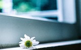 Có một loài hoa đặc biệt gây thương nhớ lúc chớm đông Hà Nội...