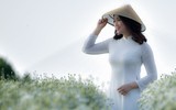 Có một loài hoa đặc biệt gây thương nhớ lúc chớm đông Hà Nội...