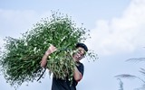 Có một loài hoa đặc biệt gây thương nhớ lúc chớm đông Hà Nội...