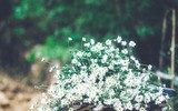 Có một loài hoa đặc biệt gây thương nhớ lúc chớm đông Hà Nội...