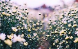 Có một loài hoa đặc biệt gây thương nhớ lúc chớm đông Hà Nội...