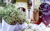 Có một loài hoa đặc biệt gây thương nhớ lúc chớm đông Hà Nội...