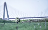Có một loài hoa đặc biệt gây thương nhớ lúc chớm đông Hà Nội...