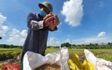 [Ảnh] Công an Thủ đô đội nắng, thâu đêm cứu lúa giúp nông dân trong khu phong tỏa