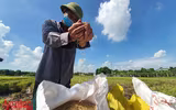 [Ảnh] Công an Thủ đô đội nắng, thâu đêm cứu lúa giúp nông dân trong khu phong tỏa