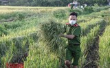 [Ảnh] Công an Thủ đô đội nắng, thâu đêm cứu lúa giúp nông dân trong khu phong tỏa