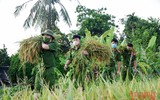 [Ảnh] Công an Thủ đô đội nắng, thâu đêm cứu lúa giúp nông dân trong khu phong tỏa