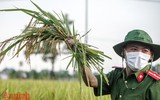 [Ảnh] Công an Thủ đô đội nắng, thâu đêm cứu lúa giúp nông dân trong khu phong tỏa