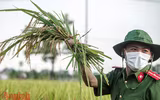 [Ảnh] Công an Thủ đô đội nắng, thâu đêm cứu lúa giúp nông dân trong khu phong tỏa