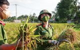 [Ảnh] Công an Thủ đô đội nắng, thâu đêm cứu lúa giúp nông dân trong khu phong tỏa