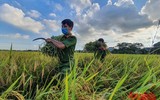 [Ảnh] Công an Thủ đô đội nắng, thâu đêm cứu lúa giúp nông dân trong khu phong tỏa
