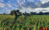 [Ảnh] Công an Thủ đô đội nắng, thâu đêm cứu lúa giúp nông dân trong khu phong tỏa