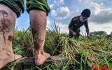 [Ảnh] Công an Thủ đô đội nắng, thâu đêm cứu lúa giúp nông dân trong khu phong tỏa
