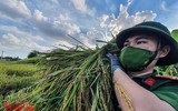 [Ảnh] Công an Thủ đô đội nắng, thâu đêm cứu lúa giúp nông dân trong khu phong tỏa