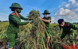 [Ảnh] Công an Thủ đô đội nắng, thâu đêm cứu lúa giúp nông dân trong khu phong tỏa