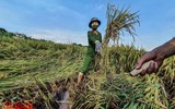 [Ảnh] Công an Thủ đô đội nắng, thâu đêm cứu lúa giúp nông dân trong khu phong tỏa