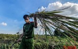 [Ảnh] Công an Thủ đô đội nắng, thâu đêm cứu lúa giúp nông dân trong khu phong tỏa